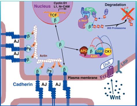 The dual role of β-catenin in Wnt signaling and in cell–cell adhesion.... | Download Scientific ...