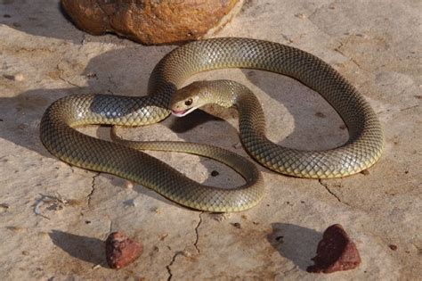 Eastern Brown Snake - Queensland Museum