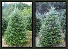 Wholesale Christmas Trees | Holiday Trees Inc