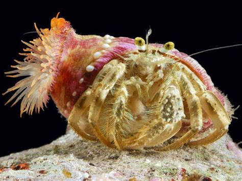 SYMBIOSIS - SEA ANEMONE & HERMIT CRAB ©Photograph by Darlyne A. Murawski, National Geographic ...