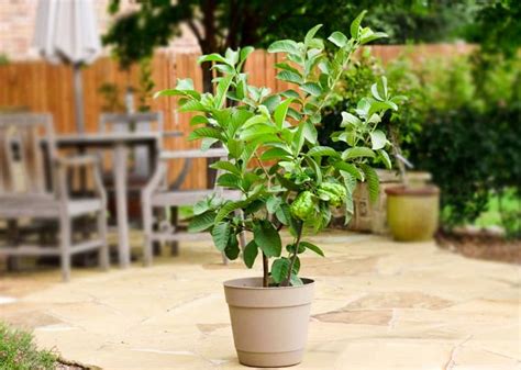 Growing Guava in Pots | Guava Tree Care and Information | Balcony Garden Web