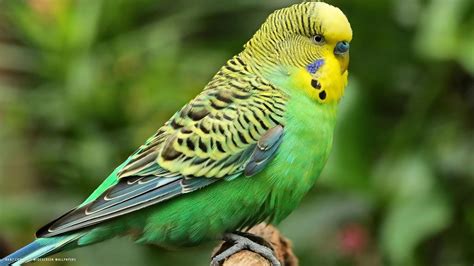 parakeet, Budgie, Parrot, Bird, Tropical, 23 Wallpapers HD / Desktop and Mobile Backgrounds