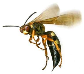 Wasp Venom | HowStuffWorks