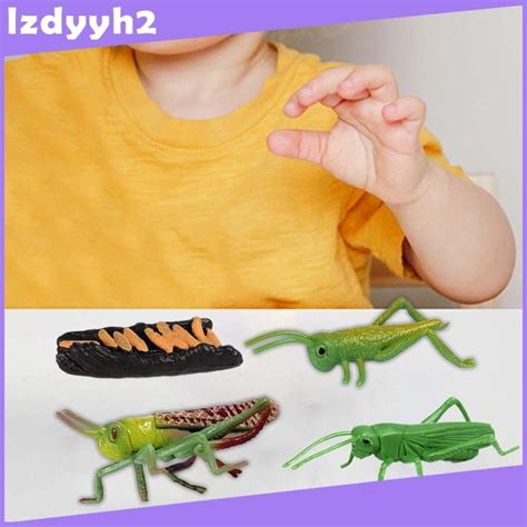 [LzdyyhacMY] Lifecycle of Locusts Cognitive Learning Toy Realistic ...