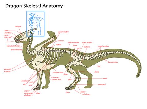 Dragon Anatomy Skeletal EDIT by ObloquyCondemed on DeviantArt