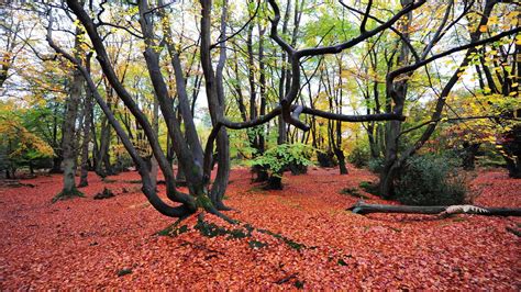 Epping Forest Walks - A Splendid Getaway From London For Hikes