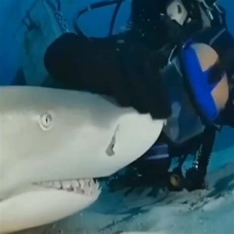 Sharks getting petted 😁 : r/Shark_Park