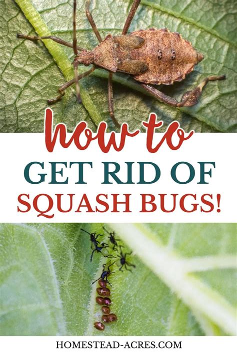 How To Get Rid Of Squash Bugs In The Garden | Fasci Garden