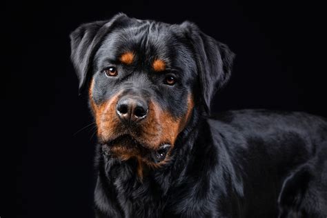 #764823 4K, Dogs, Rottweiler, Glance, Snout - Rare Gallery HD Wallpapers