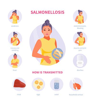 Symptoms And Transmission Of Salmonellosis Stock Illustration - Download Image Now - iStock