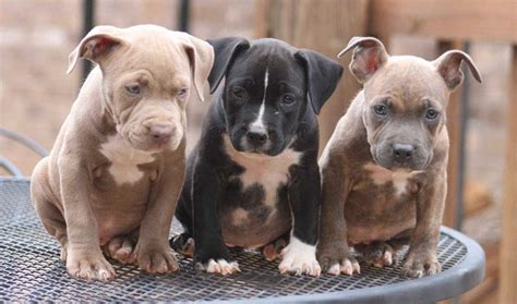 American Pit Bull Puppies: Care, Feeding, Education Pets Feed