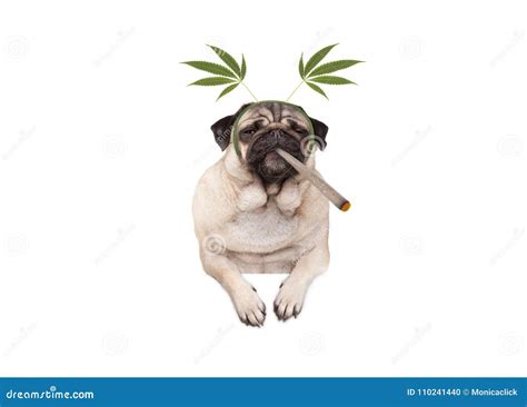 Pug Puppy Dog Being High, Smoking Marijuana Weed Joint, Wearing Hemp ...