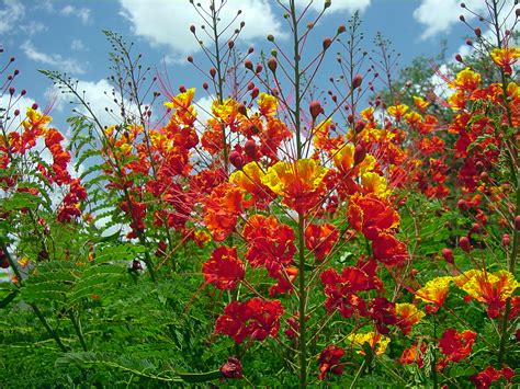 Nature Inspired Makeup: National Flowers Series - Barbados - Pride of ...