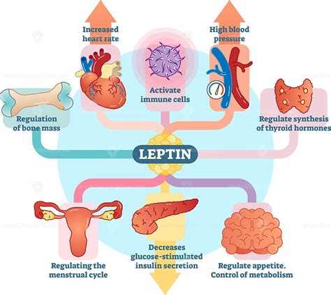 Leptin hormone role in schematic vector illustration diagram - VectorMine