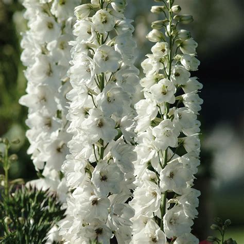 Larkspur 'Imperial White' – Seed Street Australia