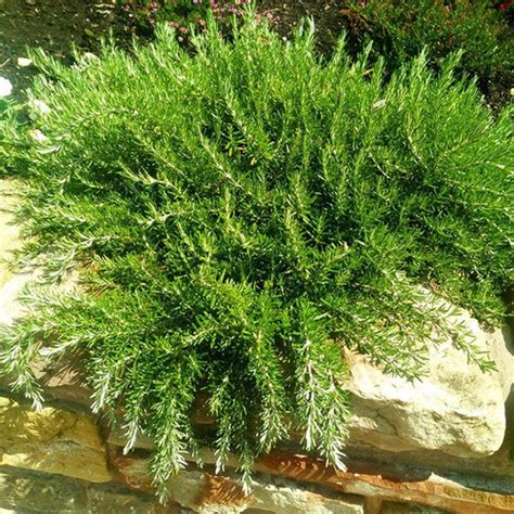 Buy Rosemary Prostratus (trailing variety) plant | Hillside Herbs