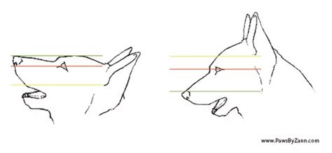 The Ultimate Guide to Drawing Dog Eyes