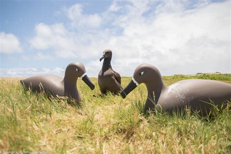 A New Database to Drive Seabird Conservation