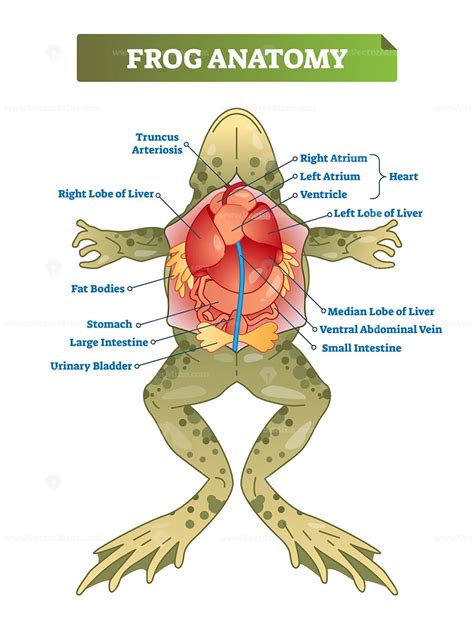 Frog anatomy labeled vector illustration scheme - VectorMine