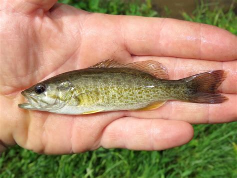 Maryland Biodiversity Project - Smallmouth Bass (Micropterus dolomieu)