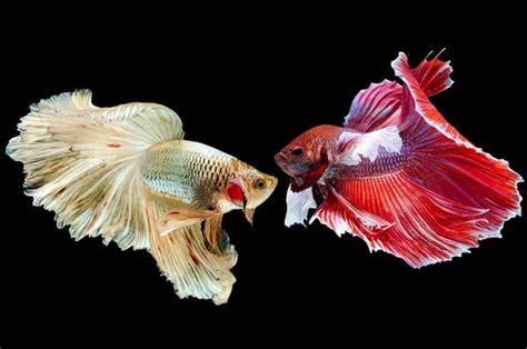 Betta Fish Care Tips and Tricks | Total Fish Tank | Betta Fish Guide