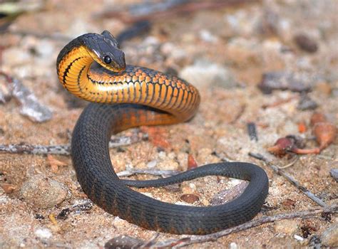 Juvenile Tiger Snake Photograph by Glen Robinson - Pixels