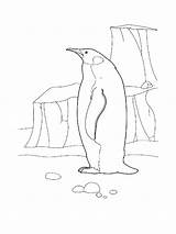 Penguin coloring Page sketch template
