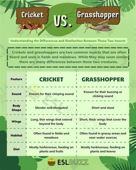 Cricket vs. Grasshopper: Which One is More Fascinating? - ESLBUZZ