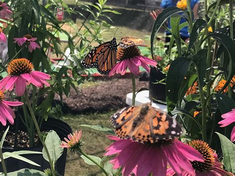 Virtually Visit the Frederick Meijer Gardens Butterfly Exhibit