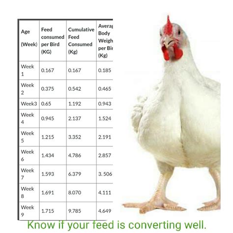 Broiler Feeding Chart and Expected weight Per week Chart For Top Performance | Broiler chicken ...