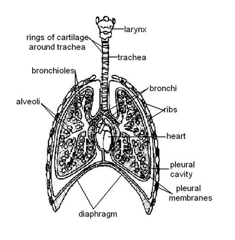 [DIAGRAM] 31 Label The Parts Of The Respiratory System Wiring Diagram ...