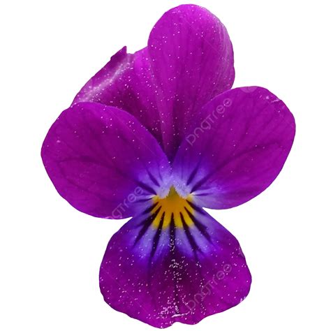 Purple Violet Flower, Real, Violet, Flower PNG Transparent Clipart Image and PSD File for Free ...