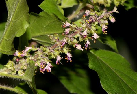 Ocimum tenuiflorum L. | Plants of the World Online | Kew Science