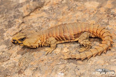 Armadillo lizard care - coursesgasw