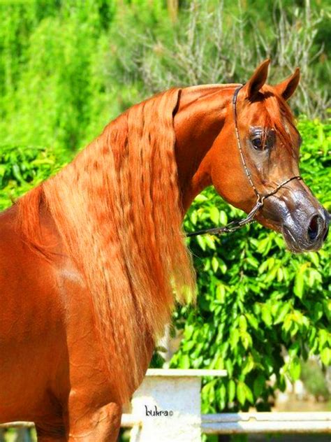 Beautiful chestnut Arabian horse. | Horses, Arabian horse, Arabians