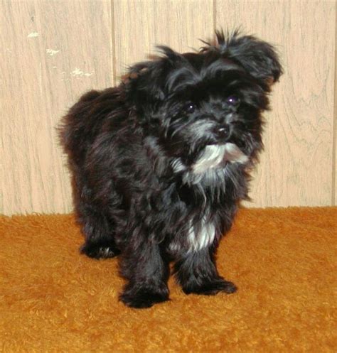 Black Yorkie Poo - Adorable Small Dog Breed