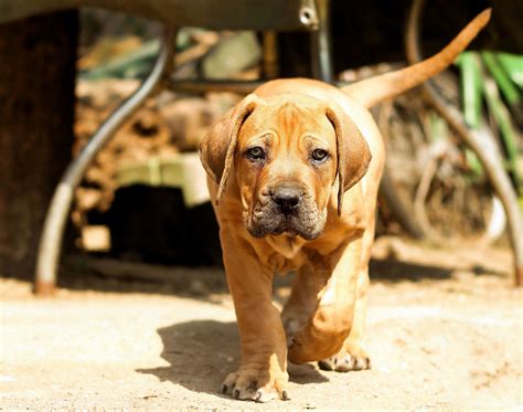 Boerboel - All Big Dog Breeds