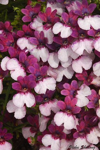 NEMESIA | Nemesia flowers, Purple garden, Plum flowers