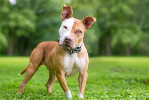 The Rise of the Bull Terrier Pitbull Mix | A Vet's Perspective - Bullypaws.org