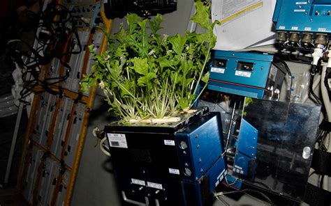 ISS : bientôt un potager à bord de la Station spatiale internationale