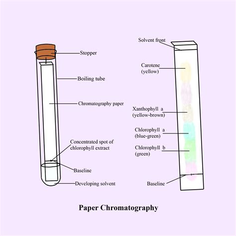 Plant Pigment Chromatography Method