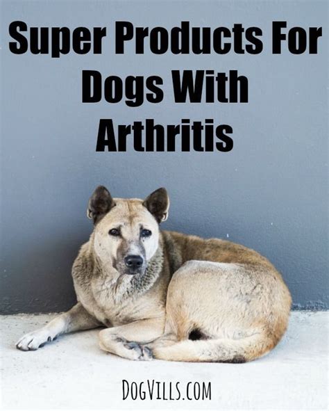 5 Super Products For Dogs With Arthritis - Dog Vills | Dog arthritis ...