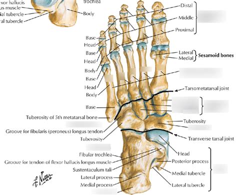 Plantar Foot Anatomy Joints