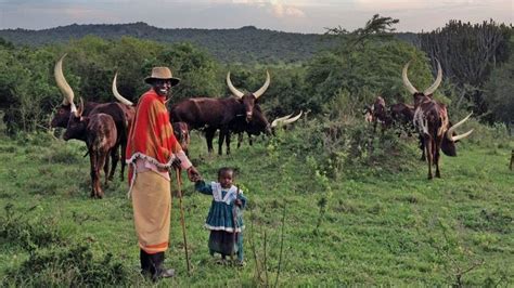 The Banyankole / Ankole tribe of Uganda | ankole culture | banyankole