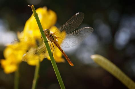 libellulidae odonata | Year of the dragon, Chinese year, Dragonfly