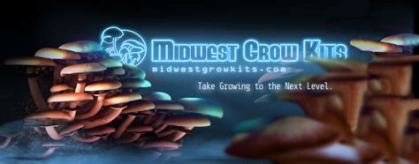 Buy Home Mushroom Kits Online | Midwest Grow Kits