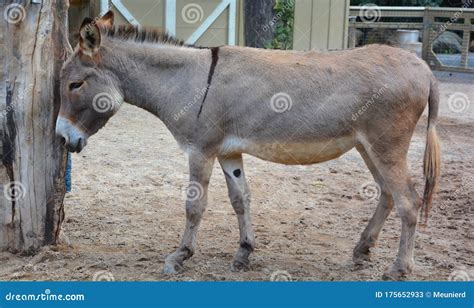 El Burro O El Asno Equus Africanus Asinus Imagen de archivo - Imagen de endangered, potro: 175652933