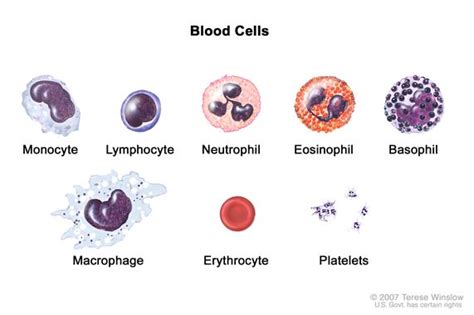 Which of the Following Is Not a Lymphocyte