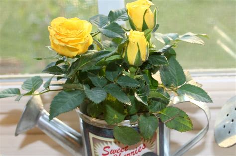 How to Grow Mini Roses Indoors | Plants, Indoor roses, Planting roses