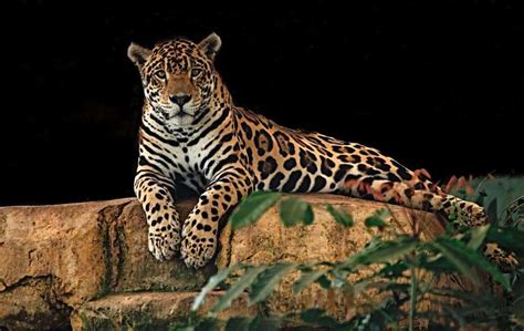 10 Different Types of Wild Cat Species - Curb Earth